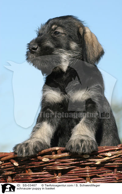 schnauzer puppy in basket / SS-03467
