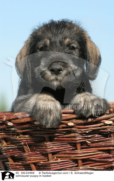 Mittelschnauzer Welpe im Krbchen / schnauzer puppy in basket / SS-03469