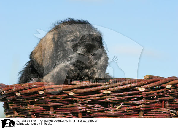 Mittelschnauzer Welpe im Krbchen / schnauzer puppy in basket / SS-03470
