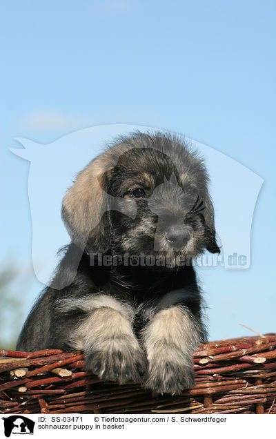 Mittelschnauzer Welpe im Krbchen / schnauzer puppy in basket / SS-03471