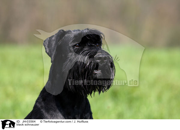 schwarzer Mittelschnauzer / black schnauzer / JH-03564