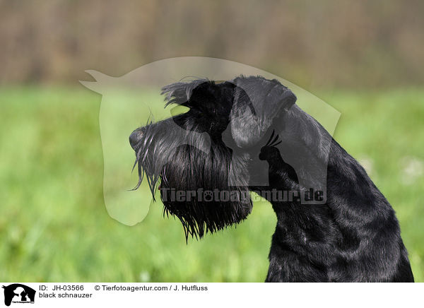 schwarzer Mittelschnauzer / black schnauzer / JH-03566