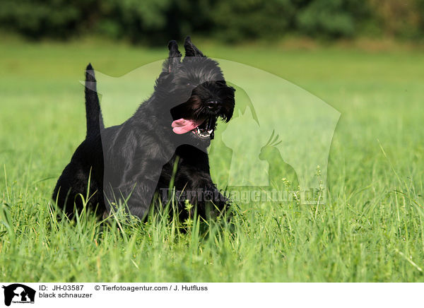 schwarzer Mittelschnauzer / black schnauzer / JH-03587