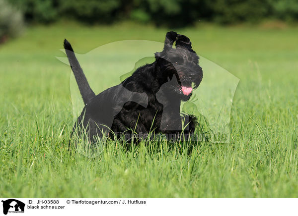 schwarzer Mittelschnauzer / black schnauzer / JH-03588
