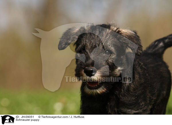 Mittelschnauzer Welpe / Schnauzer puppy / JH-09051
