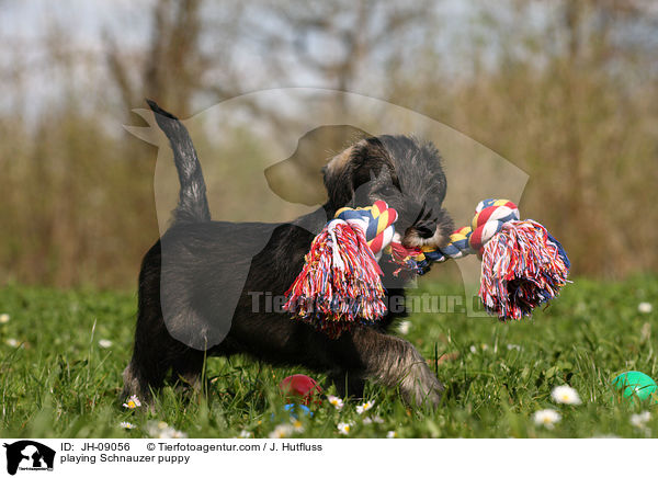 spielender Mittelschnauzer Welpe / playing Schnauzer puppy / JH-09056