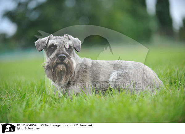 liegender Mittelschnauzer / lying Schnauzer / YJ-04054