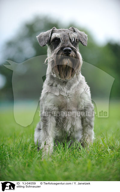 sitzender Mittelschnauzer / sitting Schnauzer / YJ-04059
