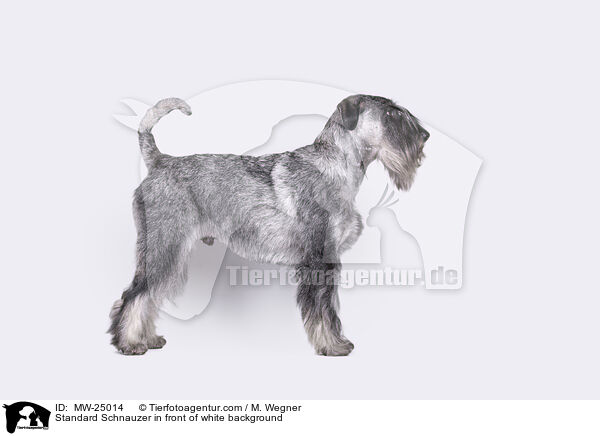 Mittelschnauzer vor weiem Hintergrund / Standard Schnauzer in front of white background / MW-25014