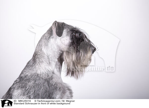 Mittelschnauzer vor weiem Hintergrund / Standard Schnauzer in front of white background / MW-25019