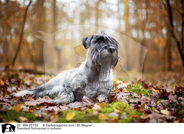 Mittelschnauzer im Herbst / Standard Schnauzer in autumn / MW-25155