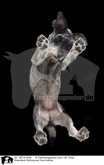 Standard Schnauzer from below / MT-01008