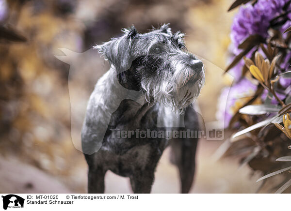 Mittelschnauzer / Standard Schnauzer / MT-01020