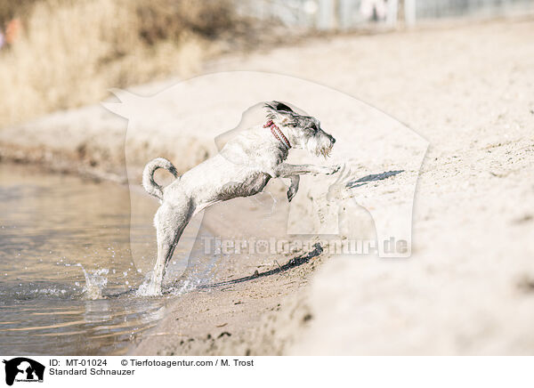 Mittelschnauzer / Standard Schnauzer / MT-01024