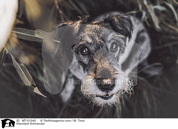 Standard Schnauzer / MT-01049