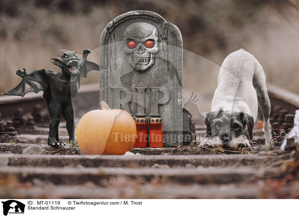 Mittelschnauzer / Standard Schnauzer / MT-01119