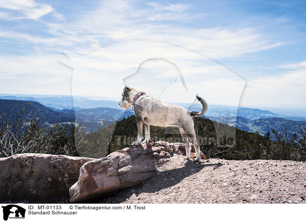 Mittelschnauzer / Standard Schnauzer / MT-01133