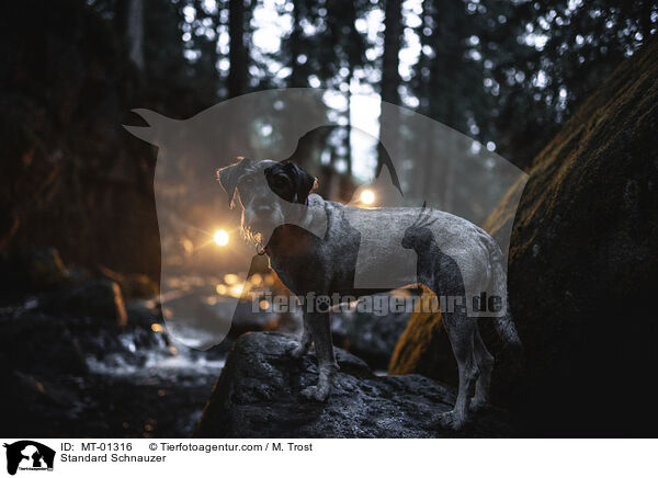 Mittelschnauzer / Standard Schnauzer / MT-01316