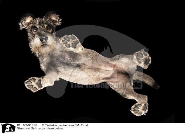 Mittelschnauzer von unten / Standard Schnauzer from below / MT-01388