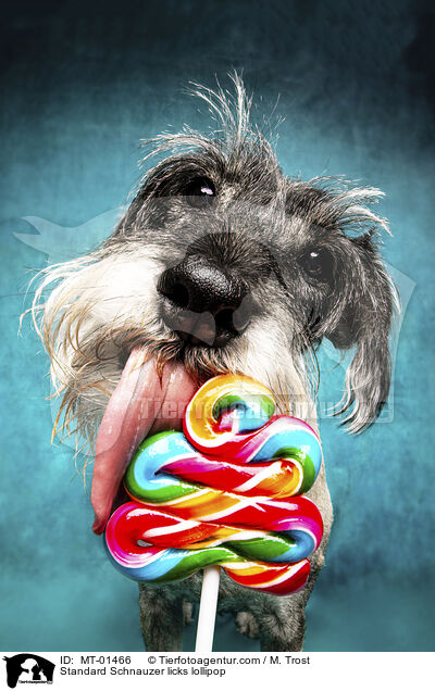 Standard Schnauzer licks lollipop / MT-01466
