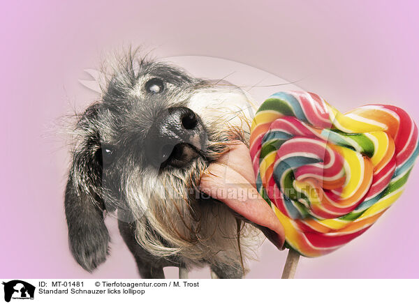 Mittelschnauzer leckt an Lolli / Standard Schnauzer licks lollipop / MT-01481