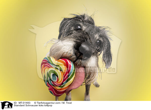 Mittelschnauzer leckt an Lolli / Standard Schnauzer licks lollipop / MT-01483