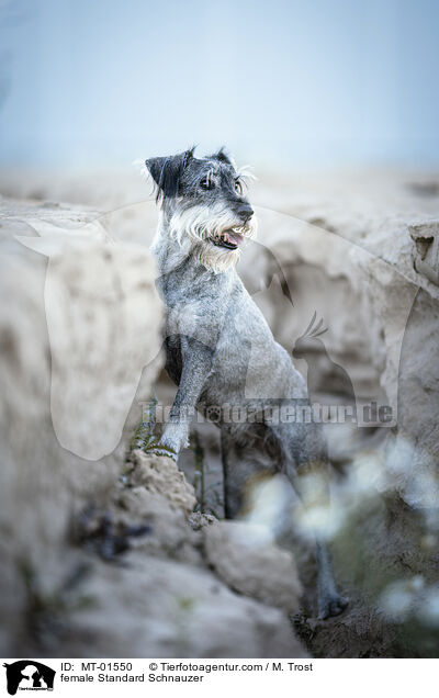 Mittelschnauzer Hndin / female Standard Schnauzer / MT-01550