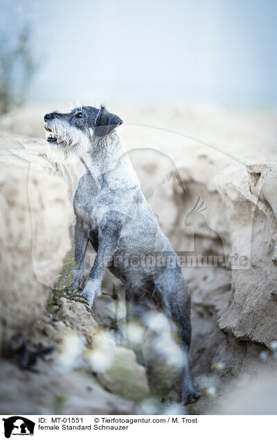 Mittelschnauzer Hndin / female Standard Schnauzer / MT-01551