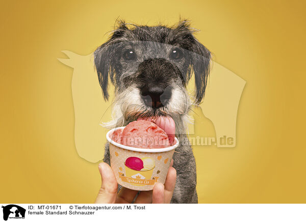 Mittelschnauzer Hndin / female Standard Schnauzer / MT-01671