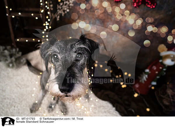 Mittelschnauzer Hndin / female Standard Schnauzer / MT-01793