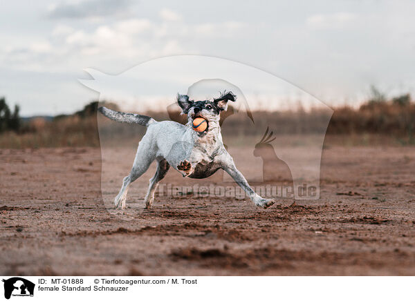 female Standard Schnauzer / MT-01888