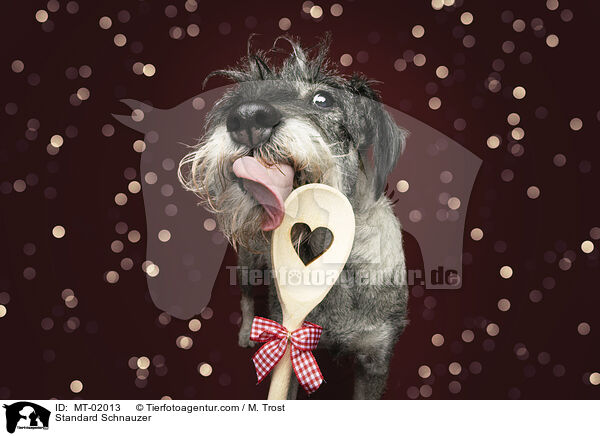 Mittelschnauzer / Standard Schnauzer / MT-02013