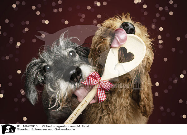 Mittelschnauzer und Goldendoodle / Standard Schnauzer and Goldendoodle / MT-02015