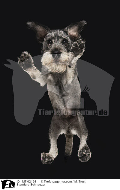 Standard Schnauzer / MT-02124
