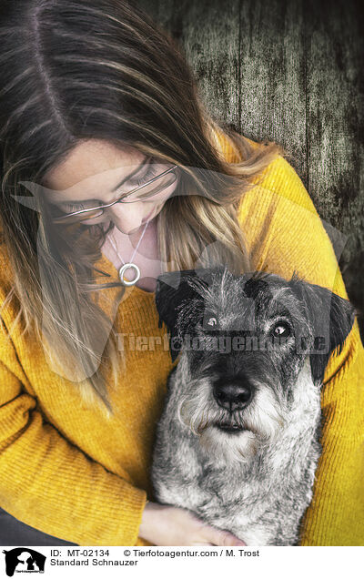 Mittelschnauzer / Standard Schnauzer / MT-02134