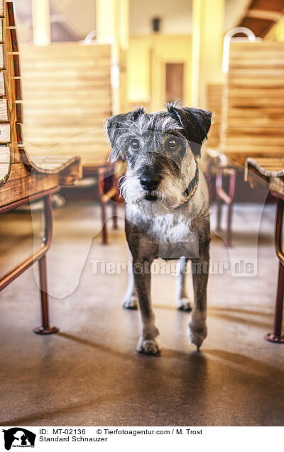 Standard Schnauzer / MT-02136