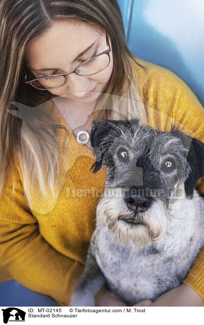 Standard Schnauzer / MT-02145