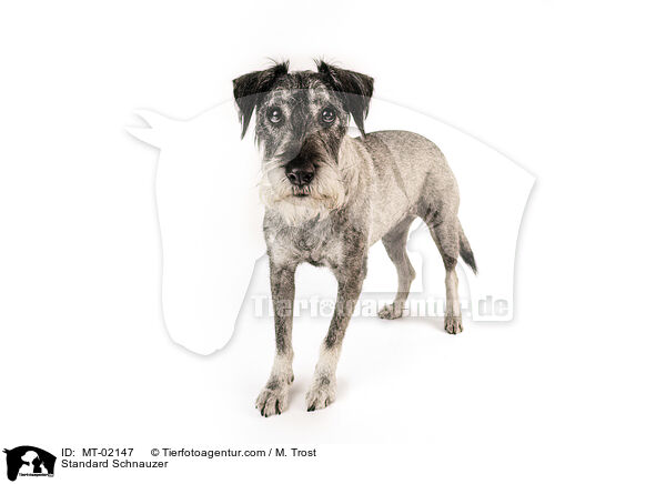 Standard Schnauzer / MT-02147