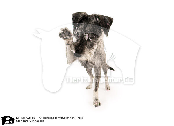 Mittelschnauzer / Standard Schnauzer / MT-02148