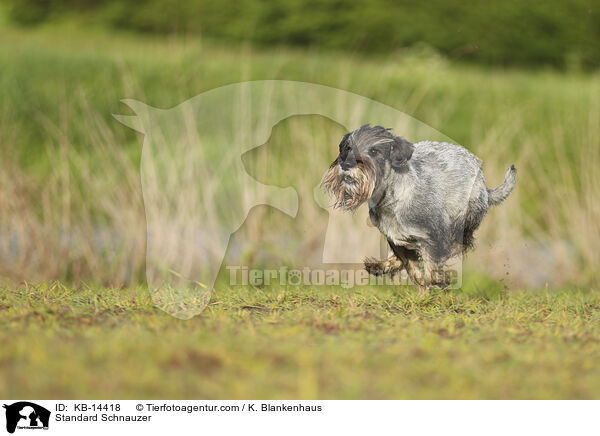 Mittelschnauzer / Standard Schnauzer / KB-14418