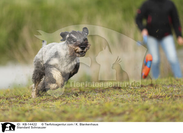 Mittelschnauzer / Standard Schnauzer / KB-14422