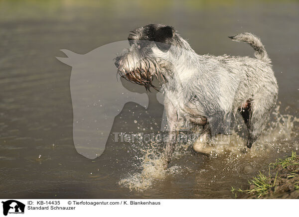 Mittelschnauzer / Standard Schnauzer / KB-14435