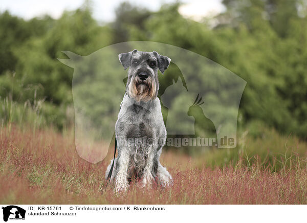 standard Schnauzer / KB-15761