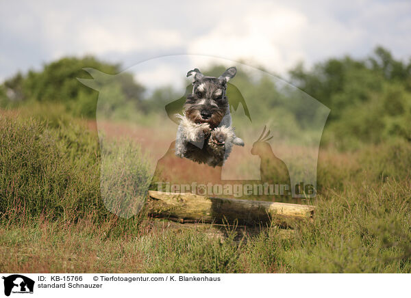 Mittelschnauzer / standard Schnauzer / KB-15766