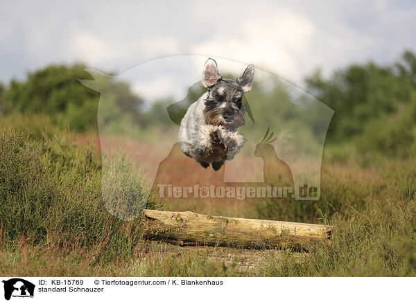 Mittelschnauzer / standard Schnauzer / KB-15769