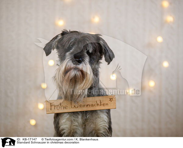Standard Schnauzer in christmas decoration / KB-17147