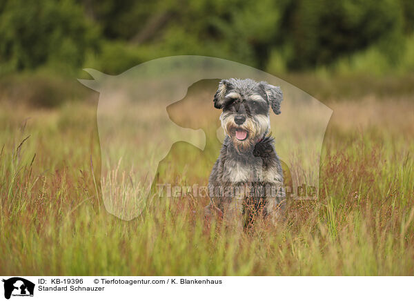 Mittelschnauzer / Standard Schnauzer / KB-19396