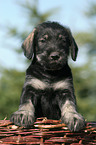 schnauzer puppy in basket