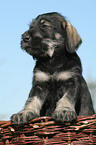 schnauzer puppy in basket