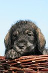 schnauzer puppy in basket